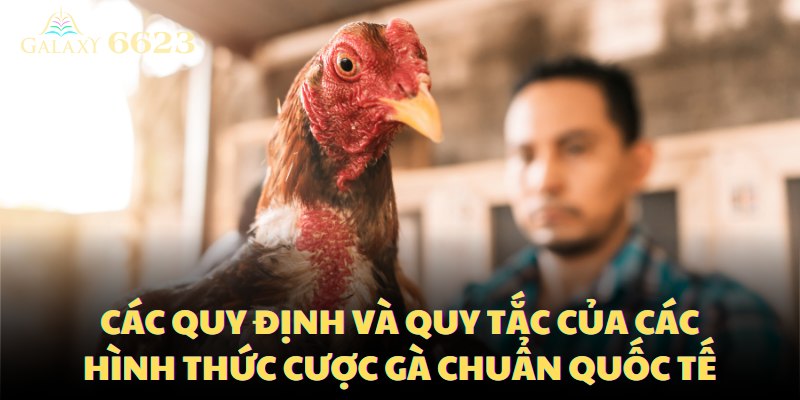 Tổng hợp các quy định và quy tắc của các hình thức cược gà chuẩn quốc tế