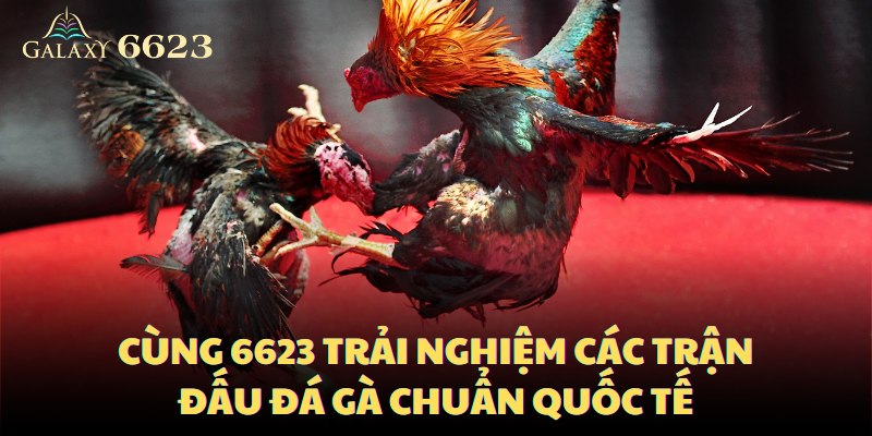 cung-6623-trai-nghiem-cac-tran-dau-da-ga-chuan-quoc-te